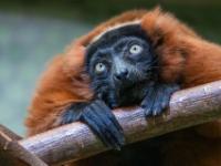 Roter Vari Lemur